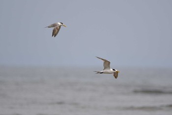 2020年10月3日(土) 五主海岸の野鳥観察記録