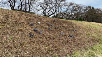 2020年10月28日(水) 浅川 (八王子)の野鳥観察記録