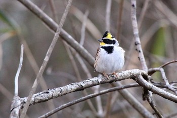 Yellow-throated Bunting Mie-ken Ueno Forest Park Sat, 3/12/2016