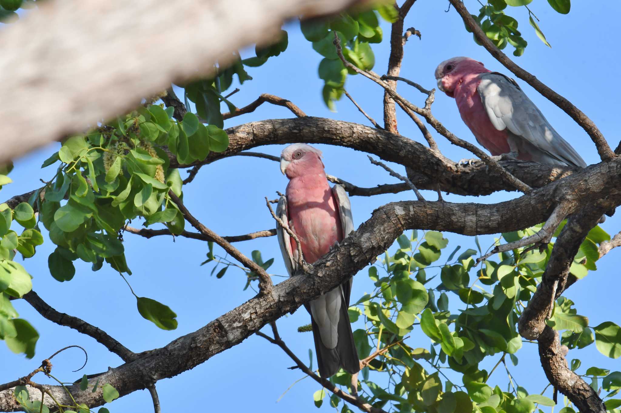 オーストラリア モモイロインコの写真 by あひる