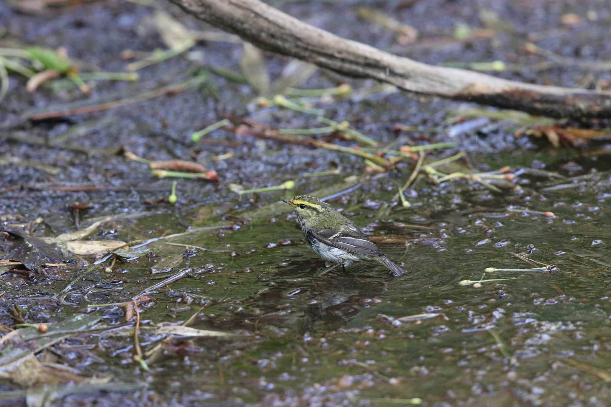 Photo of Pallas's Leaf Warbler at Hegura Island by Trio