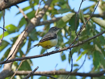 2020年10月24日(土) 金ヶ崎公園(明石市)の野鳥観察記録