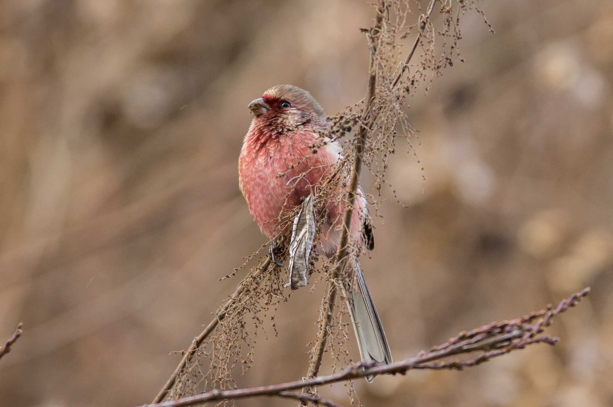 Photo of Siberian Long-tailed Rosefinch at 神奈川県 宮ヶ瀬 by エナガ好き