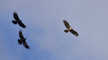 ノスリ 東京港野鳥公園 2020年10月24日(土)