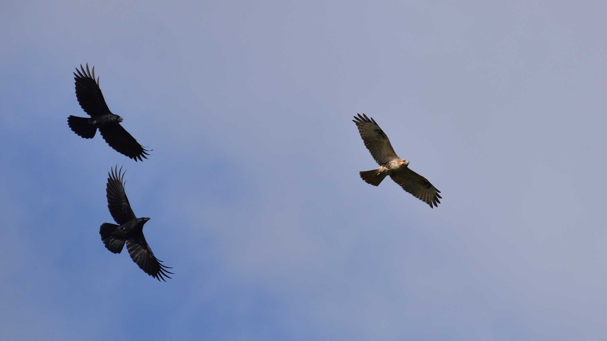 Eastern Buzzard