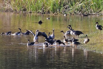 Wed, 10/28/2020 Birding report at 雁の池(石川県珠洲市)