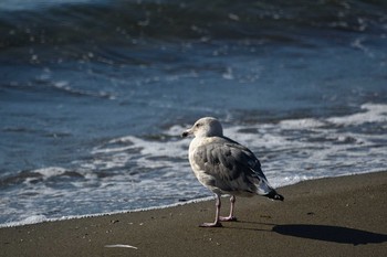 2020年8月30日(日) 福井県の野鳥観察記録