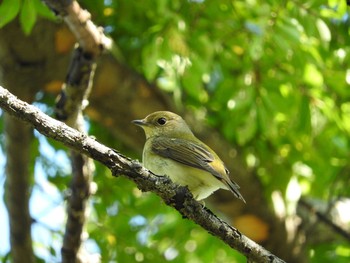 コサメビタキ 大阪南港野鳥園 2020年10月25日(日)