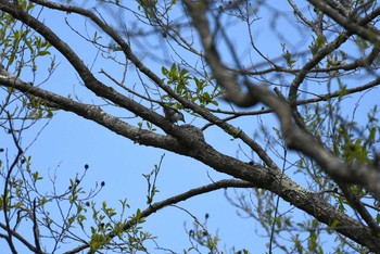 サンショウクイ 戸隠森林植物園(戸隠森林公園) 2016年5月23日(月)