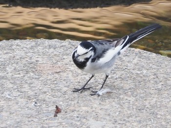 White Wagtail 山崎川 Wed, 10/28/2020