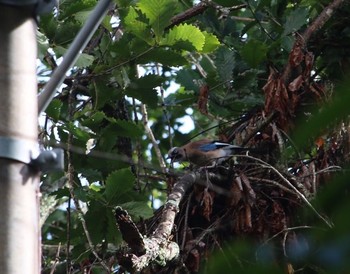 Eurasian Jay 山梨県 Thu, 8/25/2016