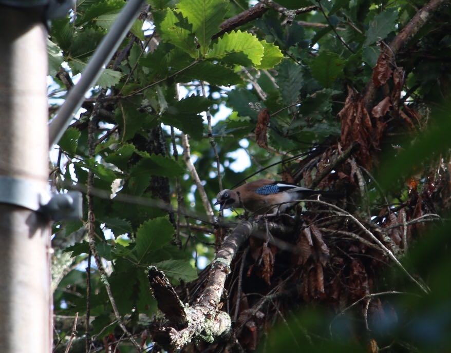 Photo of Eurasian Jay at 山梨県 by ゴロー