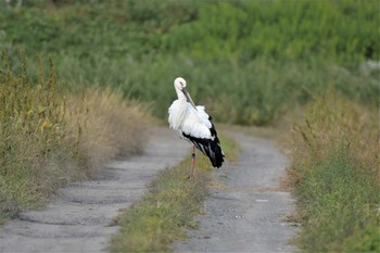 コウノトリ 渡良瀬遊水地 2020年10月28日(水)