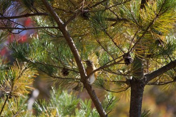 Eyebrowed Thrush 長野県（中南信） Thu, 10/29/2020