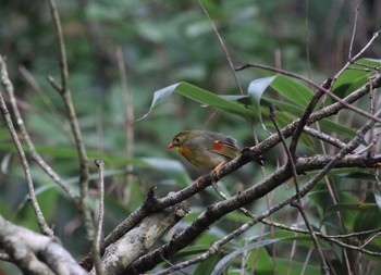 Red-billed Leiothrix 山梨県 Thu, 8/25/2016