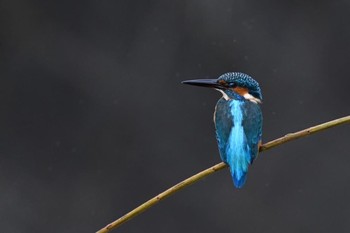 2020年10月28日(水) 鶴見川の野鳥観察記録