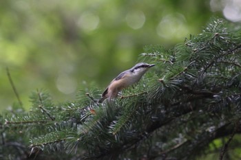 Eurasian Nuthatch 山梨県 Thu, 8/25/2016