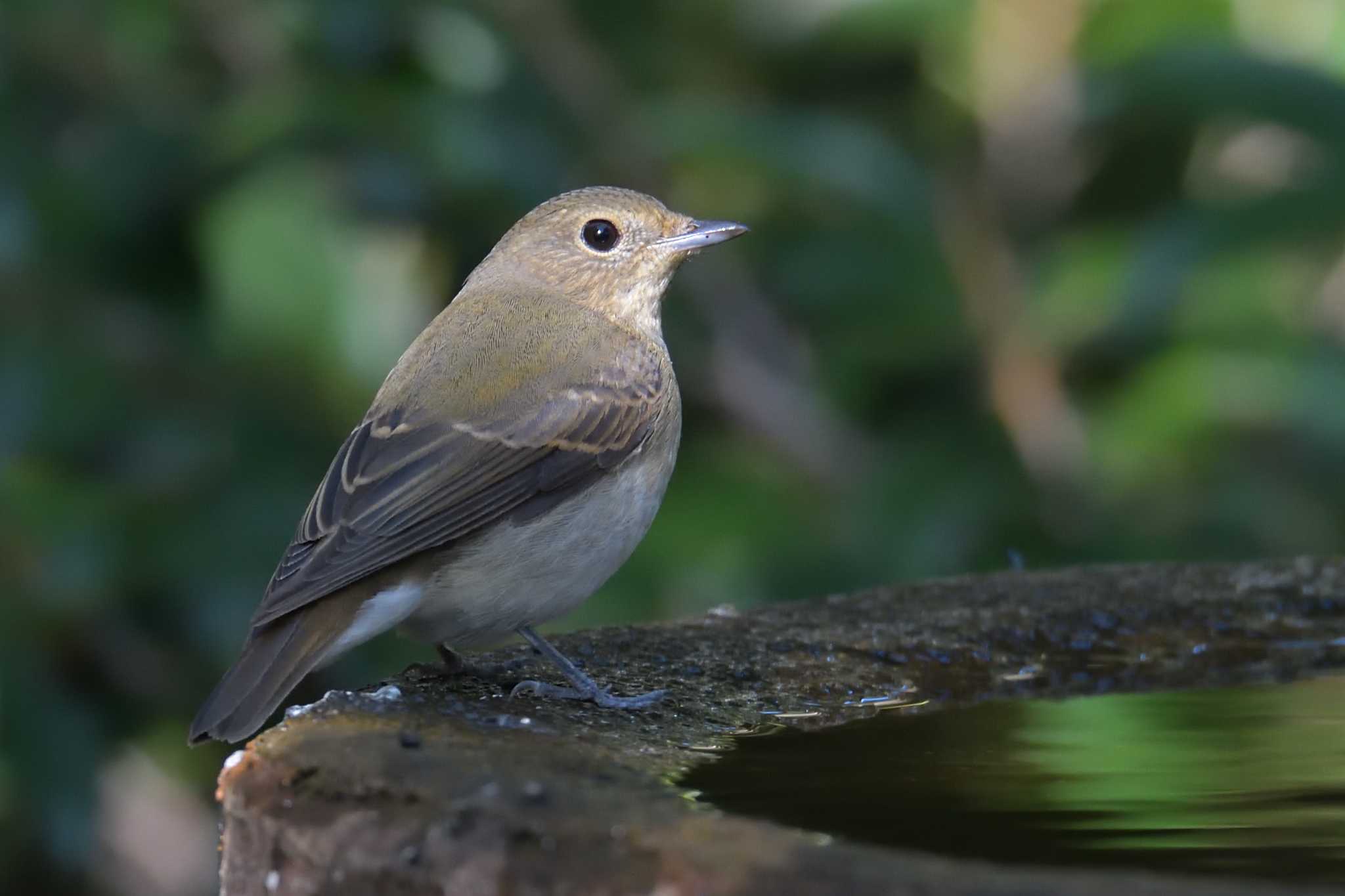 権現山(弘法山公園) キビタキの写真 by Tosh@Bird