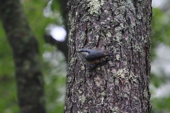 ゴジュウカラ 山梨県 2016年8月25日(木)