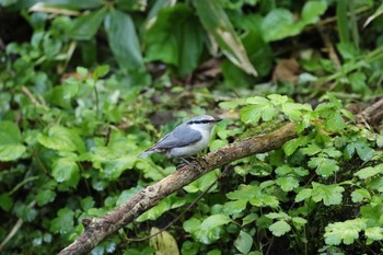 シロハラゴジュウカラ 場所が不明 2016年5月29日(日)