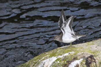 2020年10月29日(木) 鶴見川の野鳥観察記録