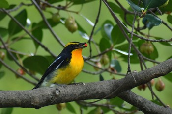 Narcissus Flycatcher Unknown Spots Thu, 10/29/2020