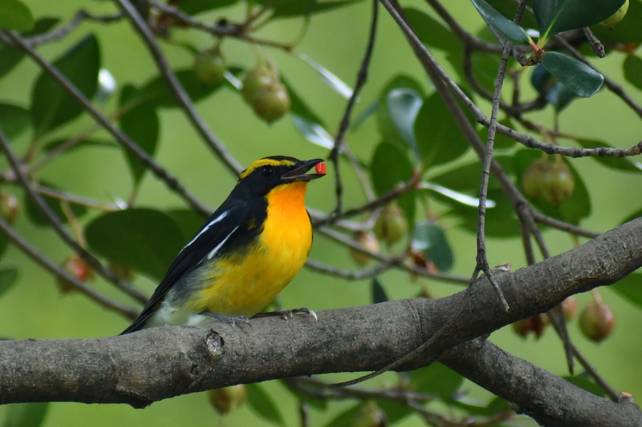 Photo of Narcissus Flycatcher at  by ヨウコ