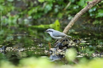 シロハラゴジュウカラ 場所が不明 2016年5月29日(日)