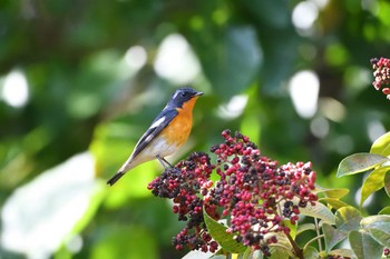 2020年10月24日(土) 神戸市の野鳥観察記録