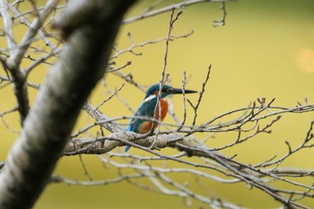 2020年10月29日(木) 三ツ池公園(横浜市鶴見区)の野鳥観察記録
