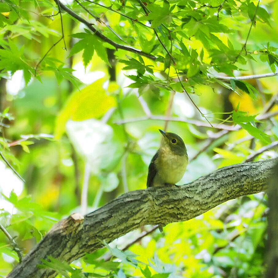 奥多摩湖 キビタキの写真 by きずきず