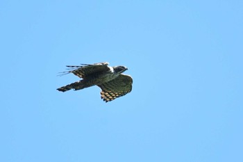 Mountain Hawk-Eagle Shirakaba-touge Sat, 9/19/2020