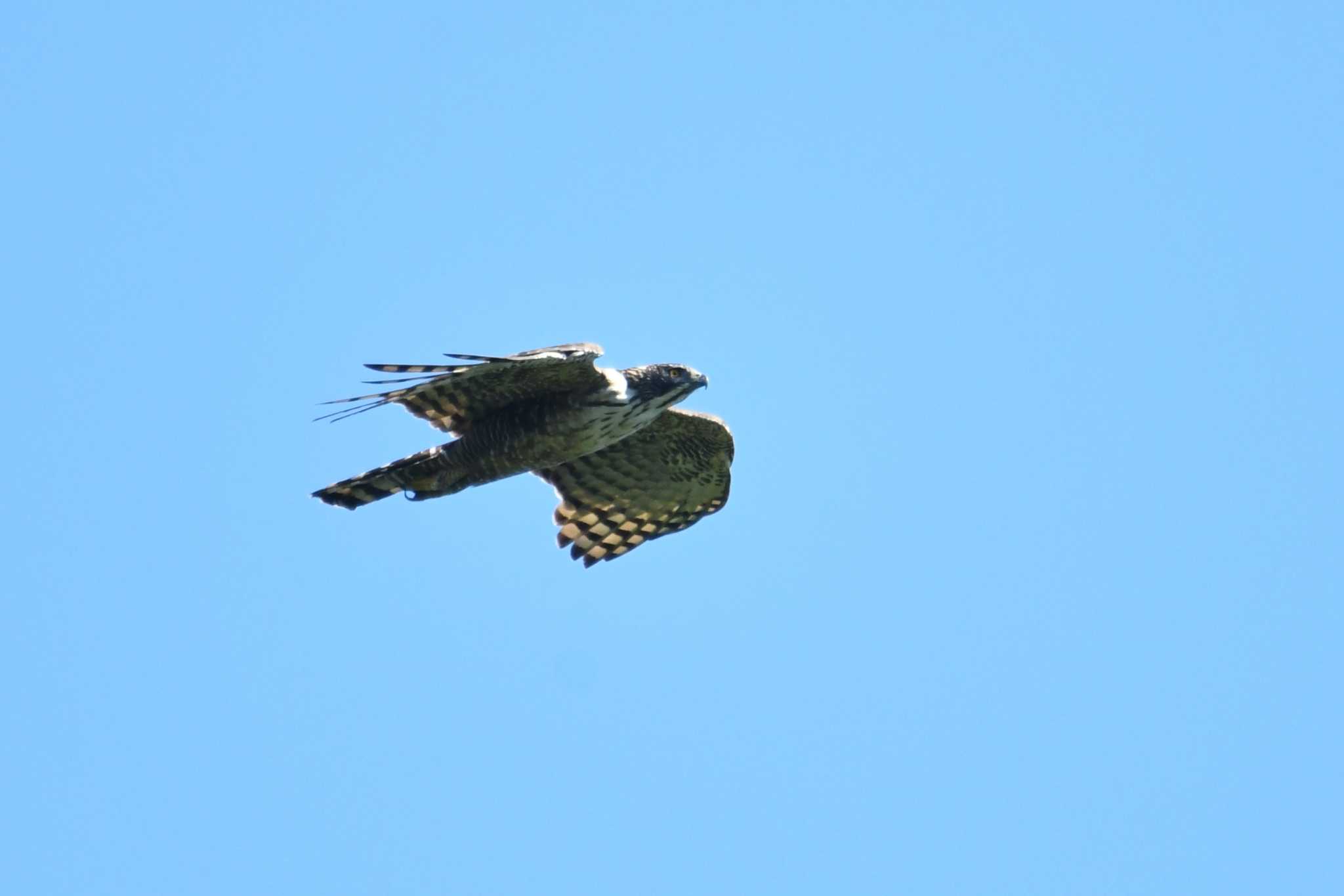 Mountain Hawk-Eagle