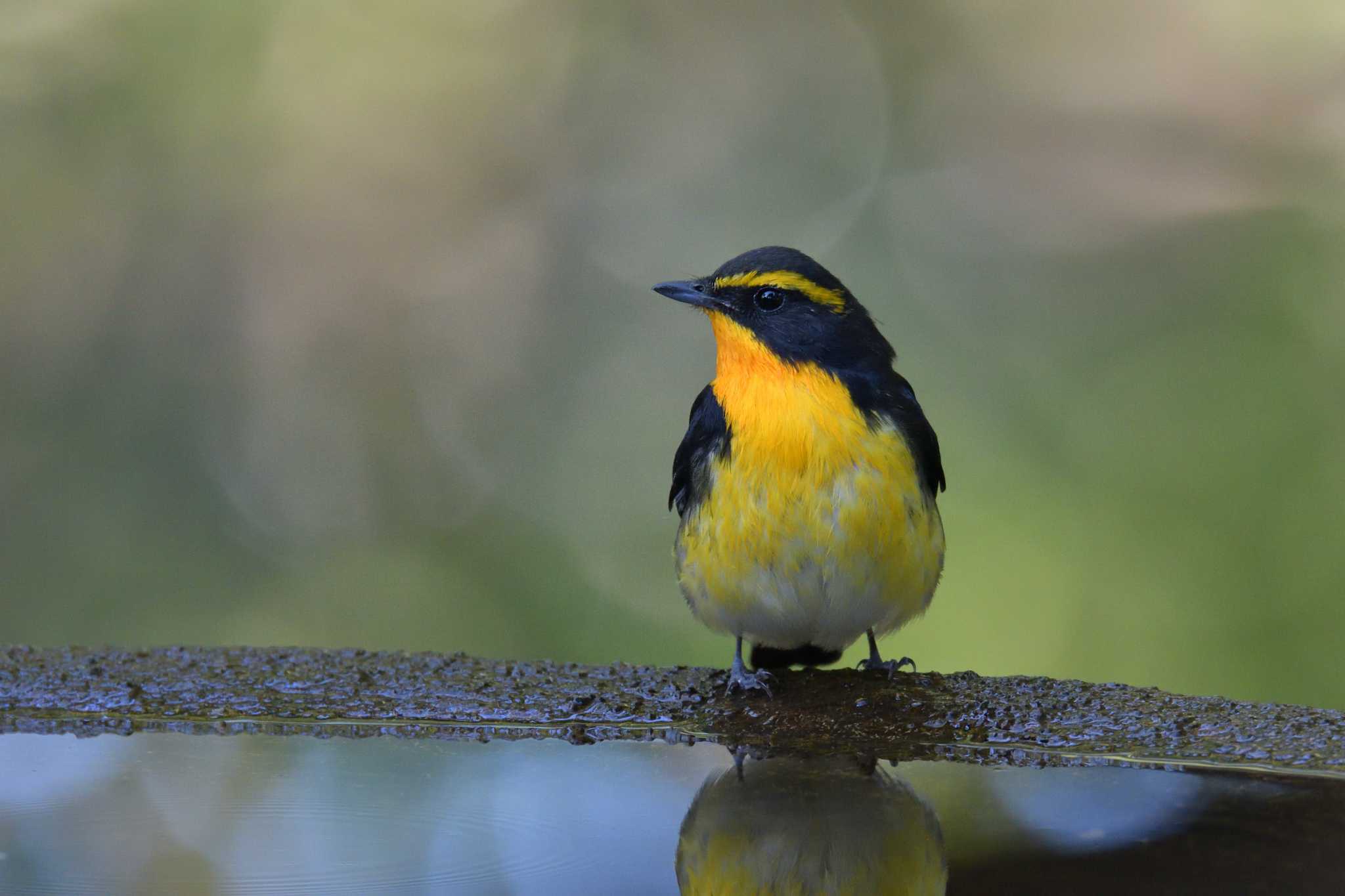 権現山(弘法山公園) キビタキの写真 by Tosh@Bird