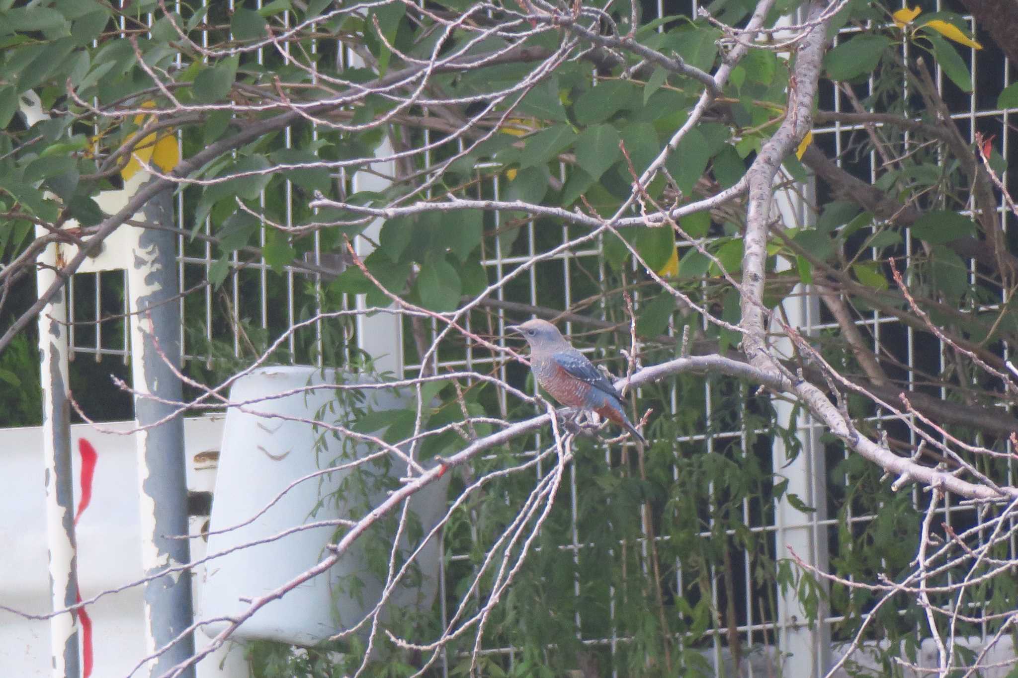 Photo of Blue Rock Thrush at 柏尾川 by shin