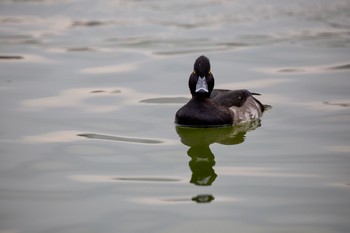 2020年10月28日(水) 不忍池(上野恩賜公園)の野鳥観察記録