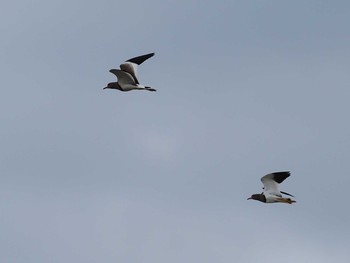 2020年10月30日(金) 平塚田んぼの野鳥観察記録