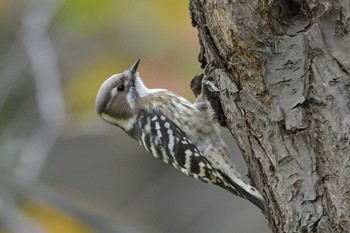 Japanese Pygmy Woodpecker 金井公園 Fri, 10/30/2020