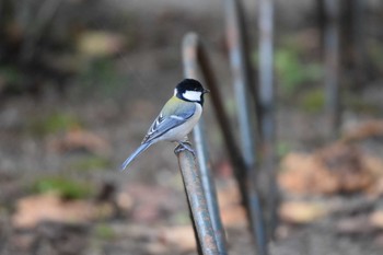 2020年10月30日(金) 新宿御苑の野鳥観察記録