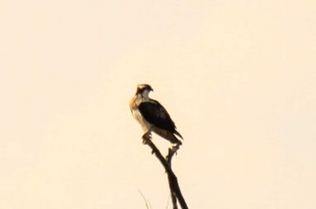 Osprey 十勝川河川敷 Wed, 10/28/2020