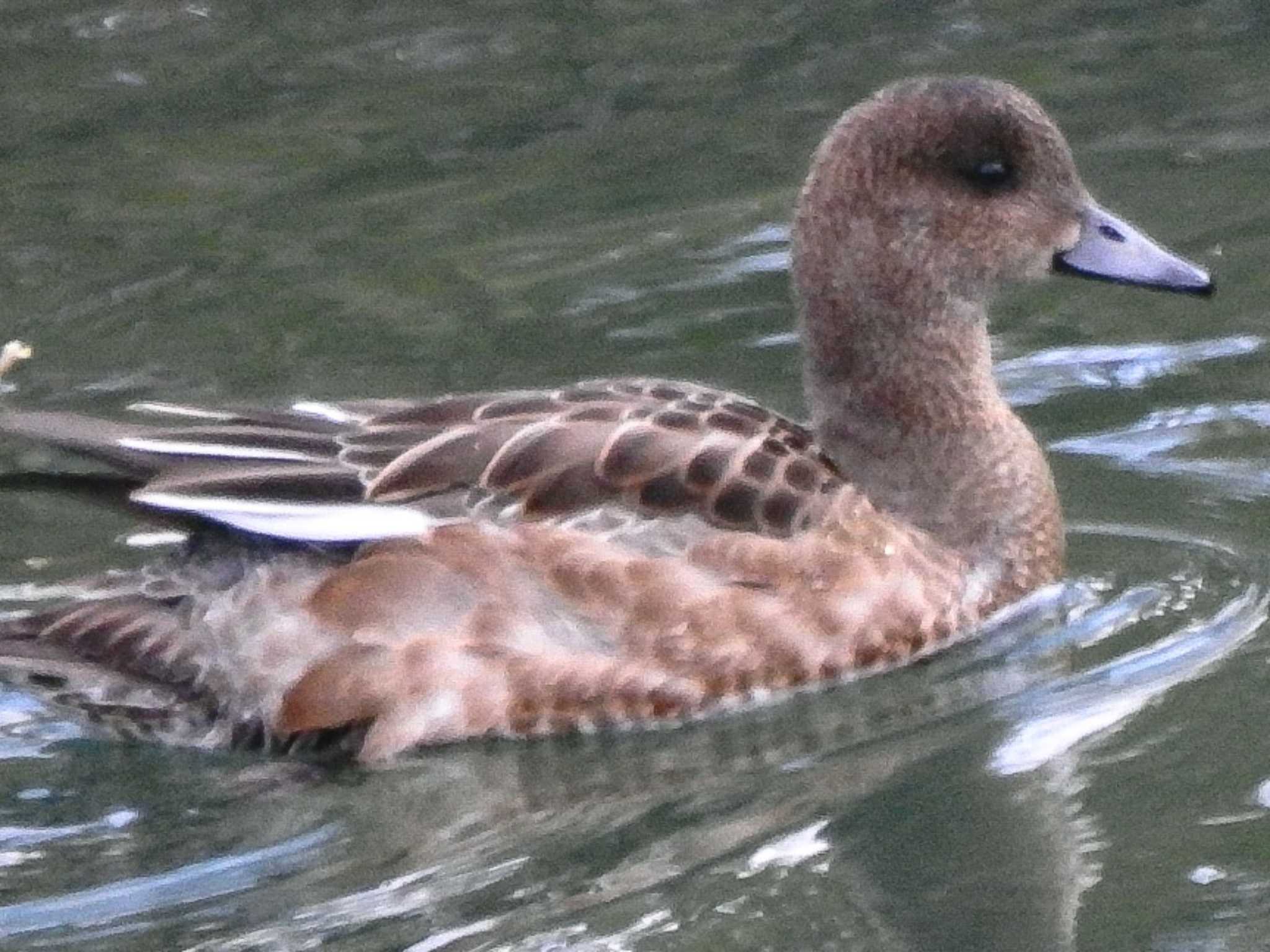 Photo of Eurasian Wigeon at 十勝川河川敷 by ノビタキ王国の住民 