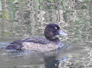 Greater Scaup 十勝川河川敷 Wed, 10/28/2020