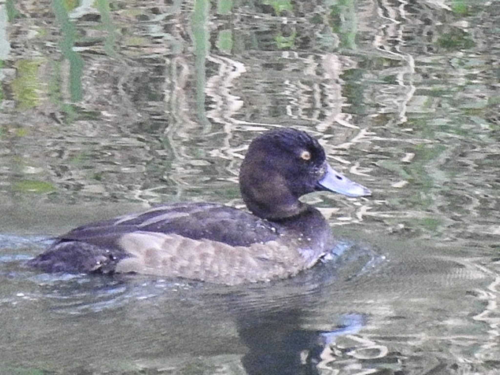 Photo of Greater Scaup at 十勝川河川敷 by ノビタキ王国の住民 