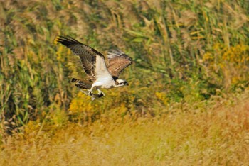 Osprey Osaka Nanko Bird Sanctuary Tue, 10/27/2020