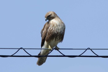 Eastern Buzzard Unknown Spots Unknown Date