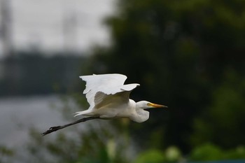 2020年8月2日(日) 京都府の野鳥観察記録