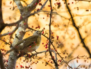 Eyebrowed Thrush Unknown Spots Thu, 10/29/2020