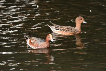 Sat, 10/31/2020 Birding report at 東京都港区