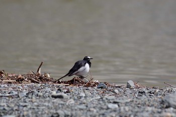 Japanese Wagtail Unknown Spots Mon, 4/18/2016