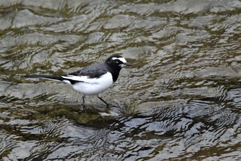 2020年10月30日(金) 多摩川二ヶ領上河原堰の野鳥観察記録